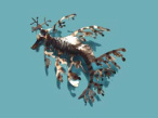 leafy sea dragon -steel sculpture
